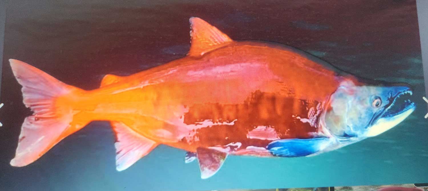 Salmões