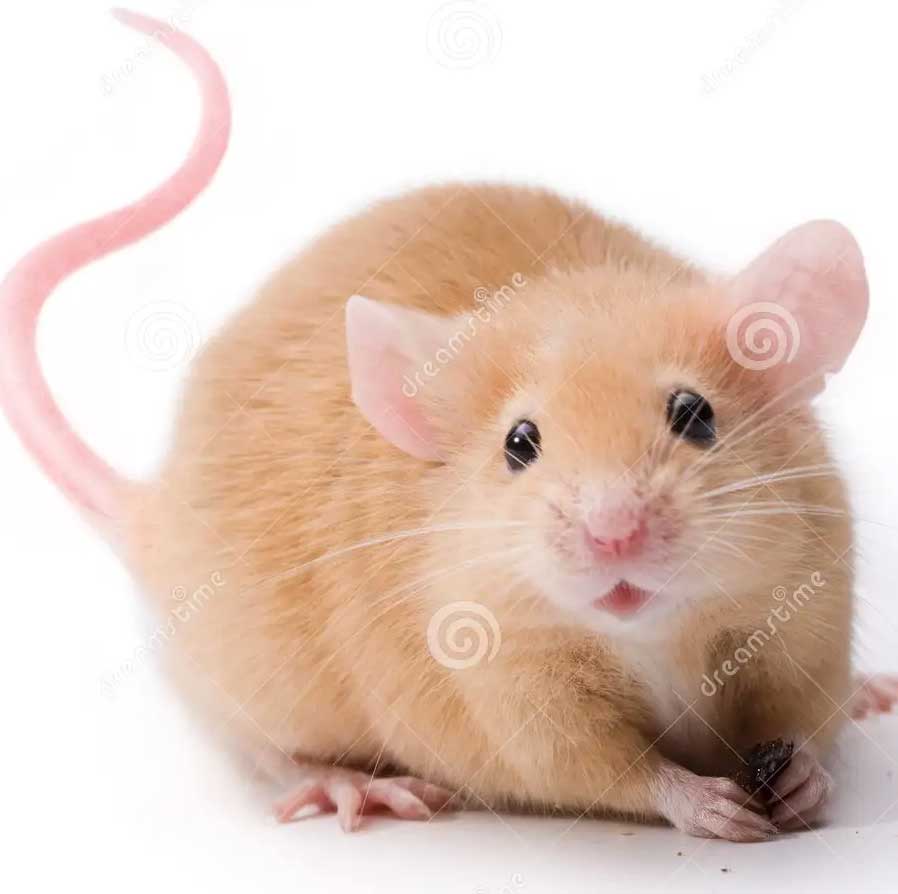 Ratinho