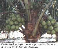 Quissamã é hoje o maior produtor de coco do Estado do Rio de Janeiro